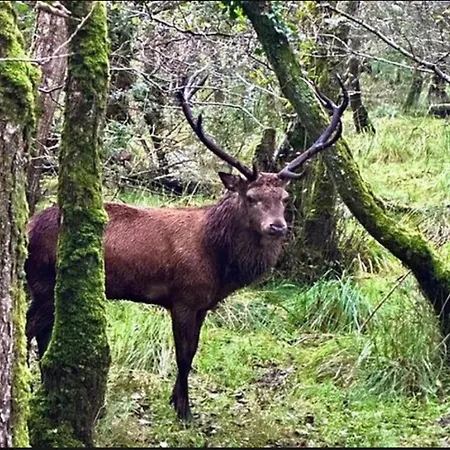 Appartement Flesk River 22 Killarney