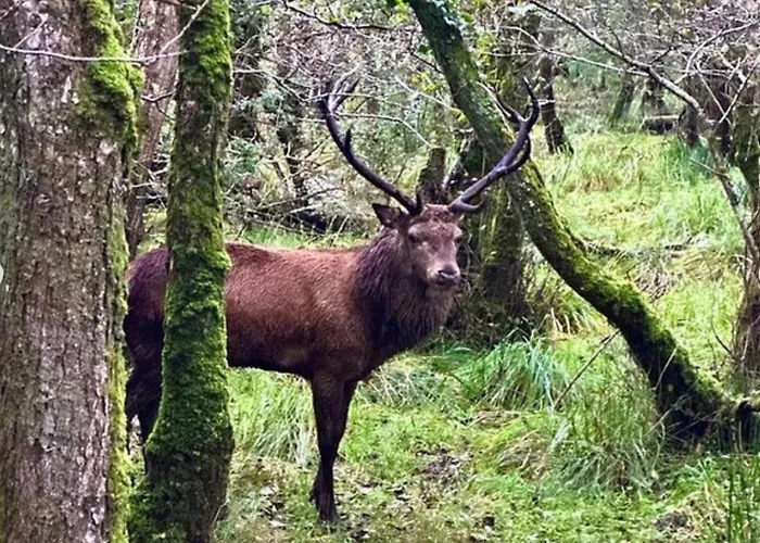 Apartamento Flesk River 22 Killarney